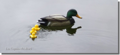 Modélisme Canard cancanant - Les Copains D'A-BORD Modélisme Canard cancanant - Les Copains D'A-BORD